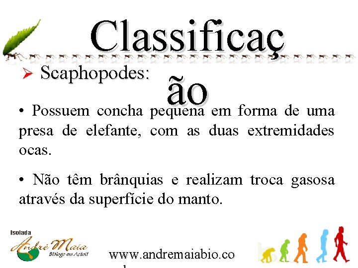 Classificaç Scaphopodes: ão Ø • Possuem concha pequena em forma de uma presa de