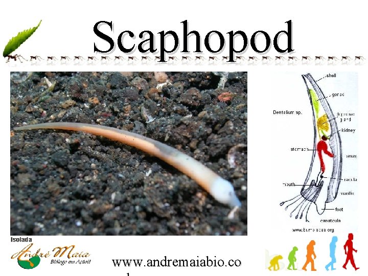 Scaphopod es www. andremaiabio. co 