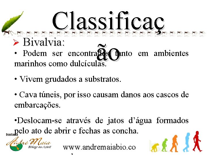 Classificaç Bivalvia: ão Ø • Podem ser encontrados tanto em ambientes marinhos como dulcículas.