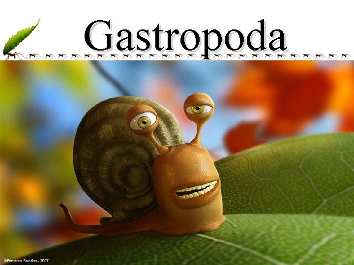 Gastropoda Caracol www. andremaiabio. co Caramujo Lesma 