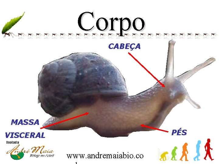 Corpo CABEÇA MASSA PÉS VISCERAL www. andremaiabio. co 