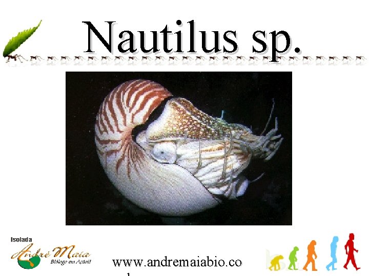 Nautilus sp. www. andremaiabio. co 