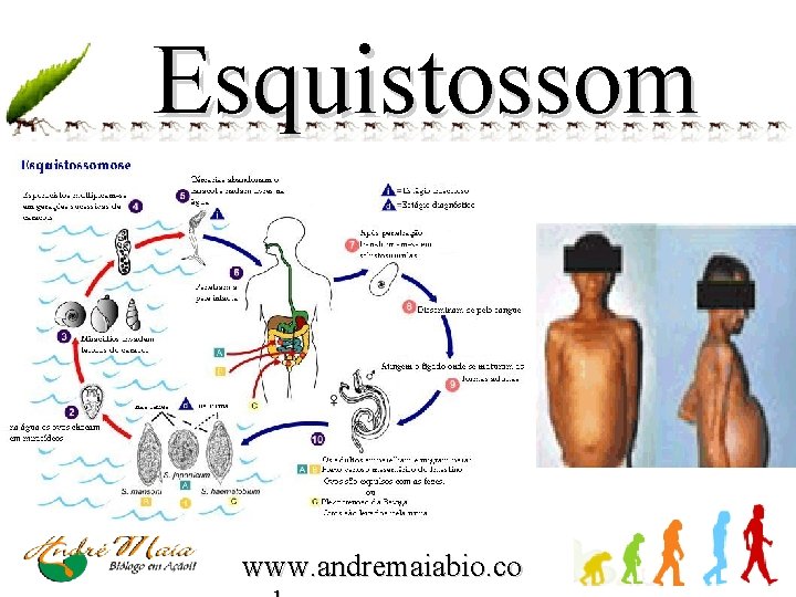 Esquistossom ose www. andremaiabio. co 