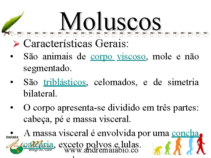 Moluscos Ø Características Gerais: • São animais de corpo viscoso, mole e não segmentado.