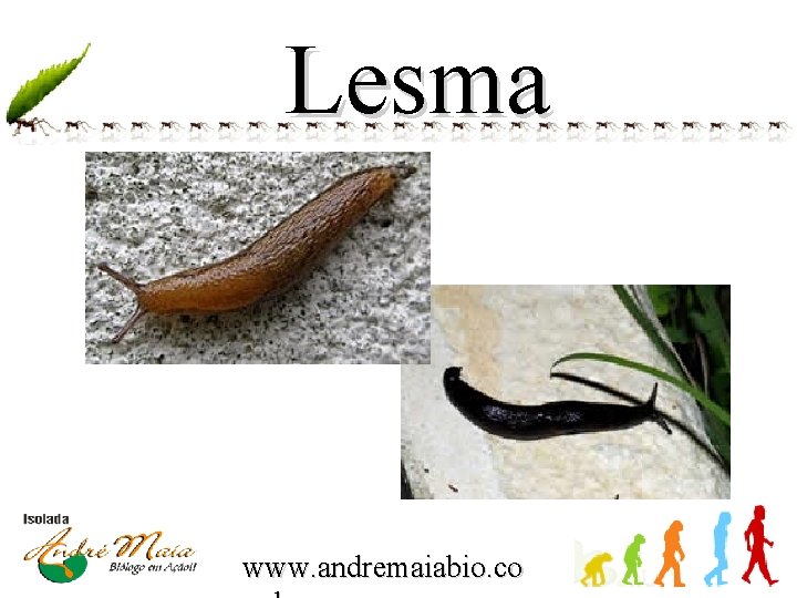 Lesma www. andremaiabio. co 