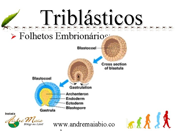 Triblásticos Ø Folhetos Embrionários: www. andremaiabio. co 