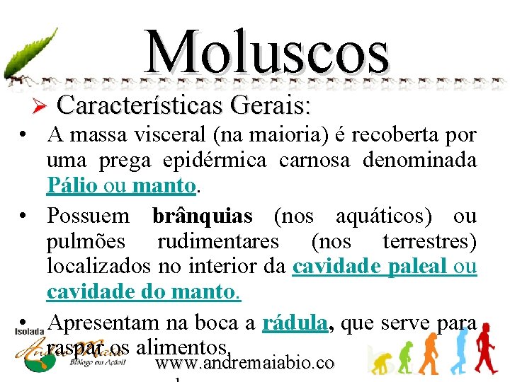 Moluscos Ø Características Gerais: • A massa visceral (na maioria) é recoberta por uma