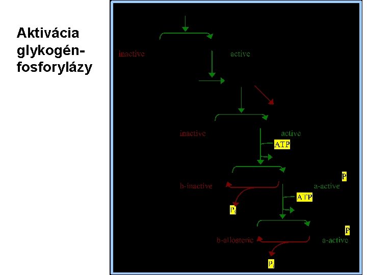 Aktivácia glykogénfosforylázy 