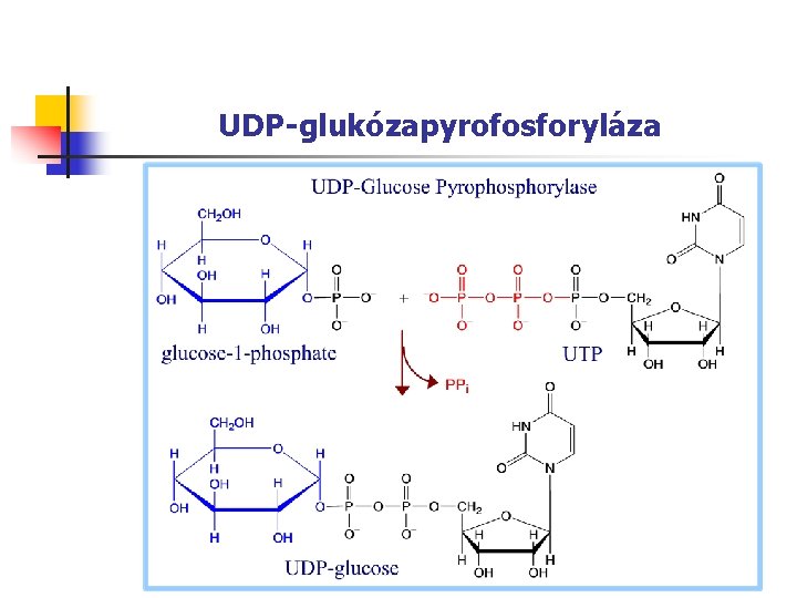 UDP-glukózapyrofosforyláza 