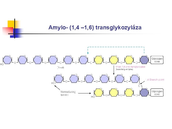 Amylo- (1, 4 – 1, 6) transglykozyláza 