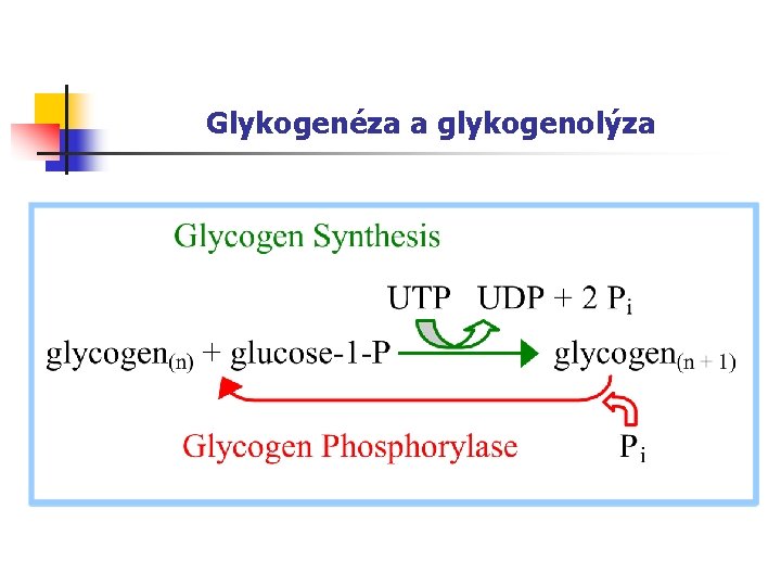 Glykogenéza a glykogenolýza 