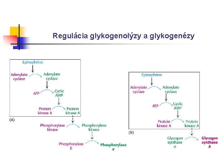 Regulácia glykogenolýzy a glykogenézy 