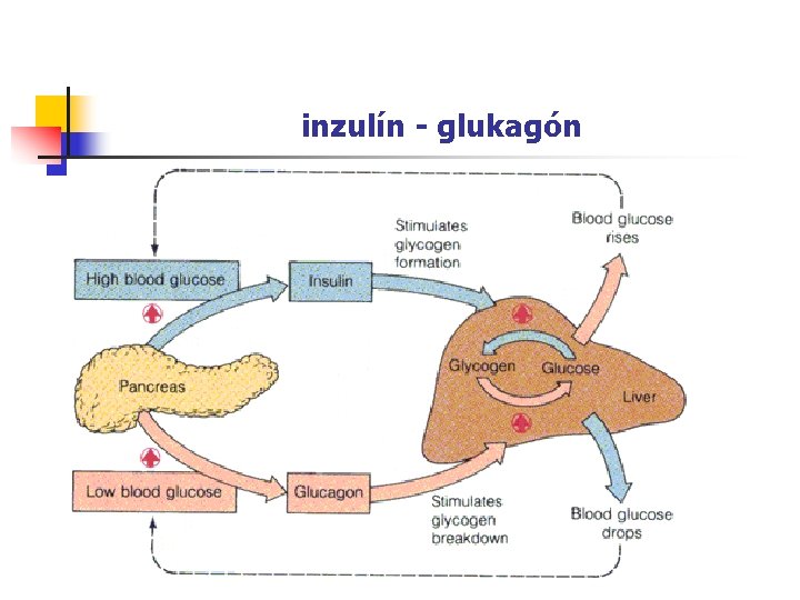 inzulín - glukagón 