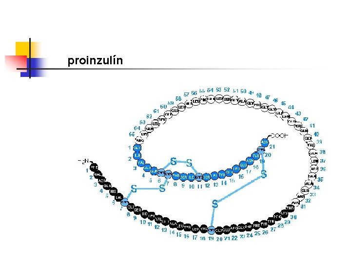 proinzulín 