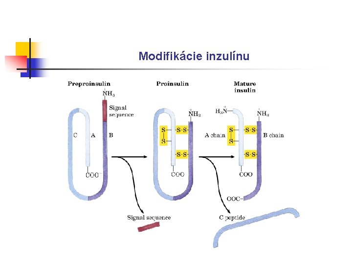 Modifikácie inzulínu 