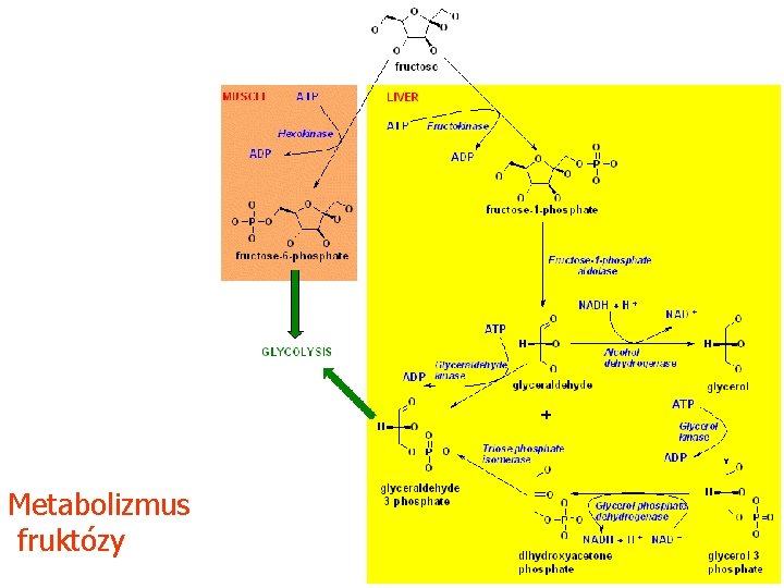 Metabolizmus fruktózy 