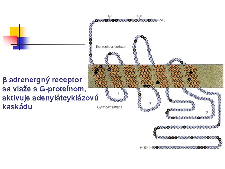 β adrenergný receptor sa viaže s G-proteínom, aktivuje adenylátcyklázovú kaskádu 