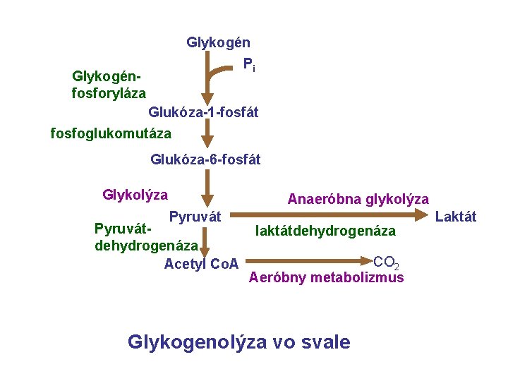 Glykogén Pi Glykogénfosforyláza Glukóza-1 -fosfát fosfoglukomutáza Glukóza-6 -fosfát Glykolýza Anaeróbna glykolýza Pyruvátdehydrogenáza Acetyl Co.