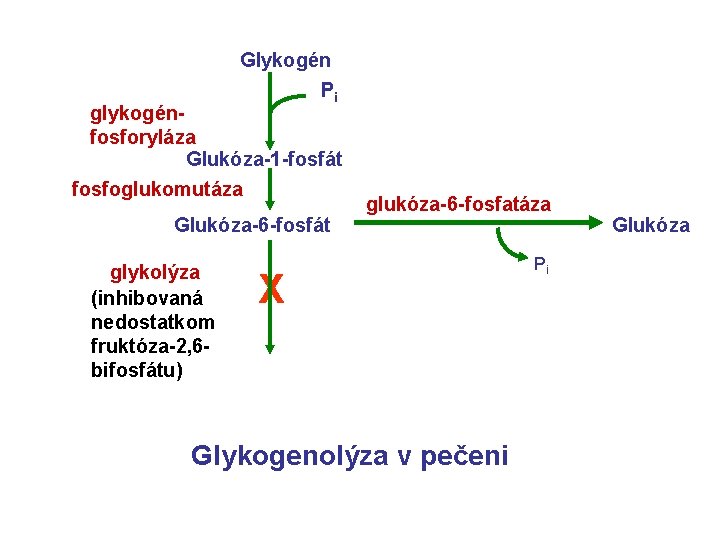 Glykogén Pi glykogénfosforyláza Glukóza-1 -fosfát fosfoglukomutáza Glukóza-6 -fosfát glykolýza (inhibovaná nedostatkom fruktóza-2, 6 bifosfátu)