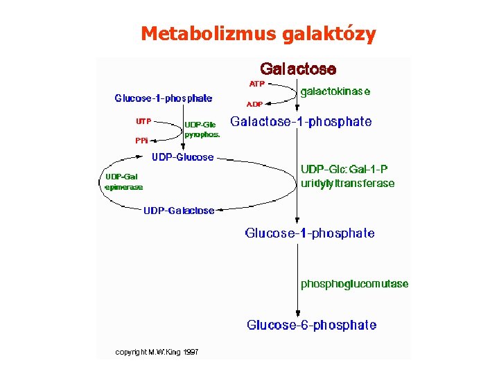 Metabolizmus galaktózy 