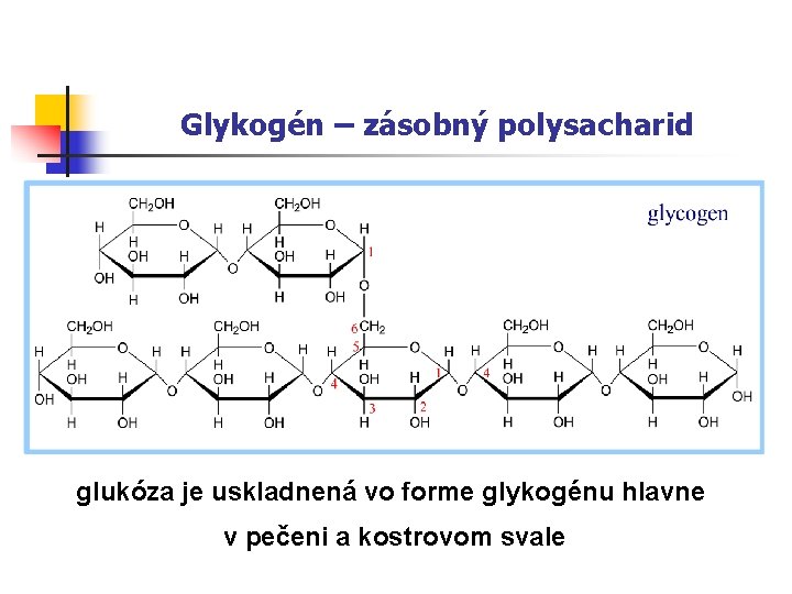 Glykogén – zásobný polysacharid glukóza je uskladnená vo forme glykogénu hlavne v pečeni a