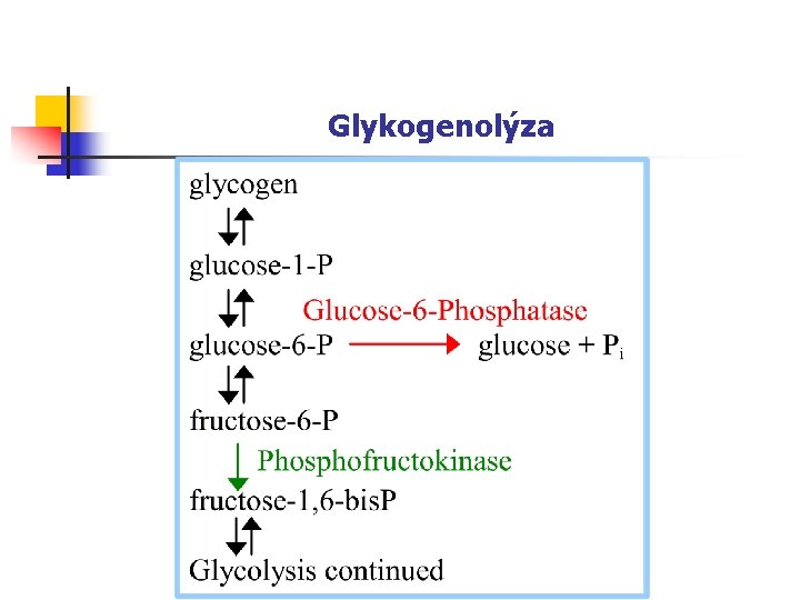 Glykogenolýza 