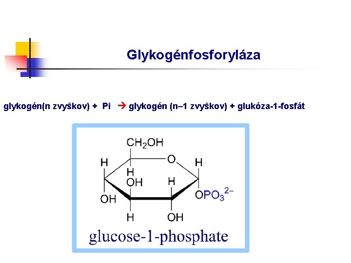 Glykogénfosforyláza glykogén(n zvyškov) + Pi glykogén (n– 1 zvyškov) + glukóza-1 -fosfát 