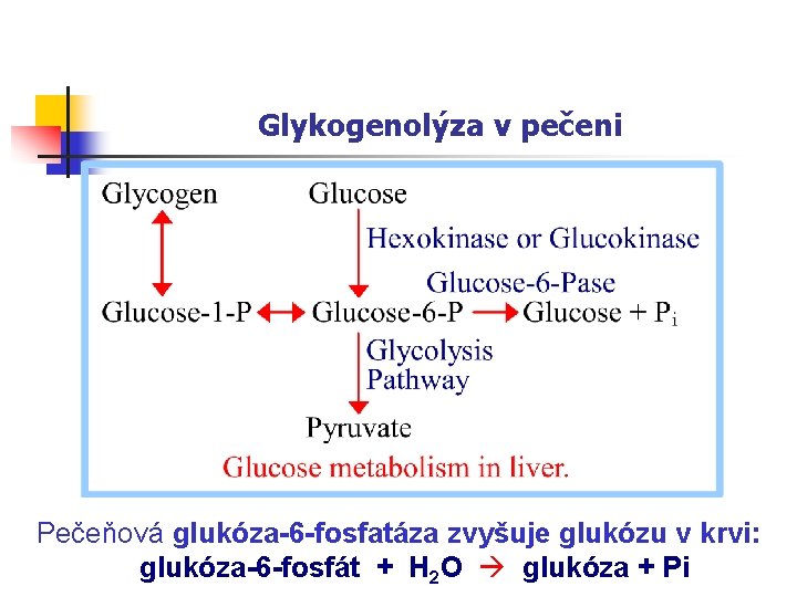 Glykogenolýza v pečeni Pečeňová glukóza-6 -fosfatáza zvyšuje glukózu v krvi: glukóza-6 -fosfát + H