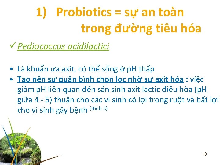 1) Probiotics = sự an toàn trong đường tiêu hóa ü Pediococcus acidilactici •