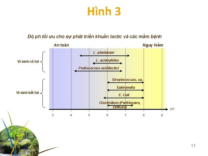 Hình 3 Độ ph tối ưu cho sự phát triển khuẩn lactic và các