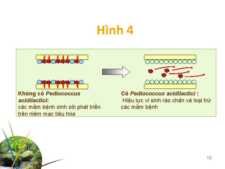 Hình 4 Không có Pediococcus acidilactici: các mầm bệnh sinh sôi phát triển trên