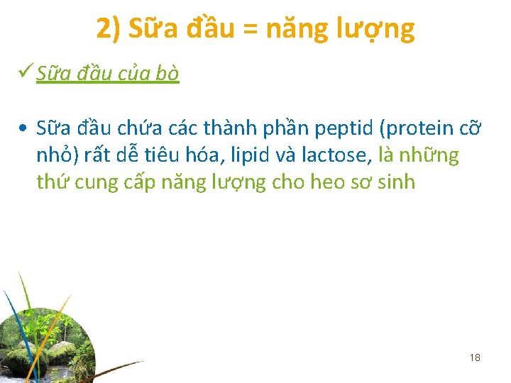 2) Sữa đầu = năng lượng ü Sữa đầu của bò • Sữa đầu