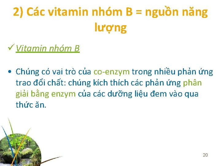 2) Các vitamin nhóm B = nguồn năng lượng ü Vitamin nhóm B •