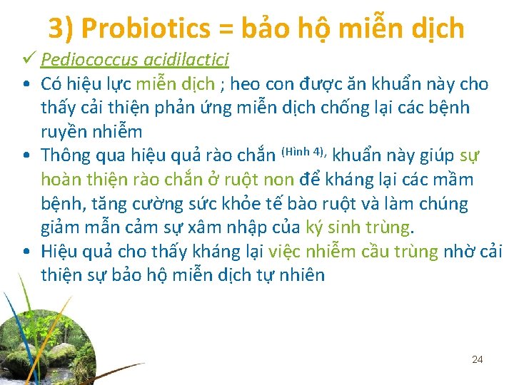 3) Probiotics = bảo hộ miễn dịch ü Pediococcus acidilactici • Có hiệu lực