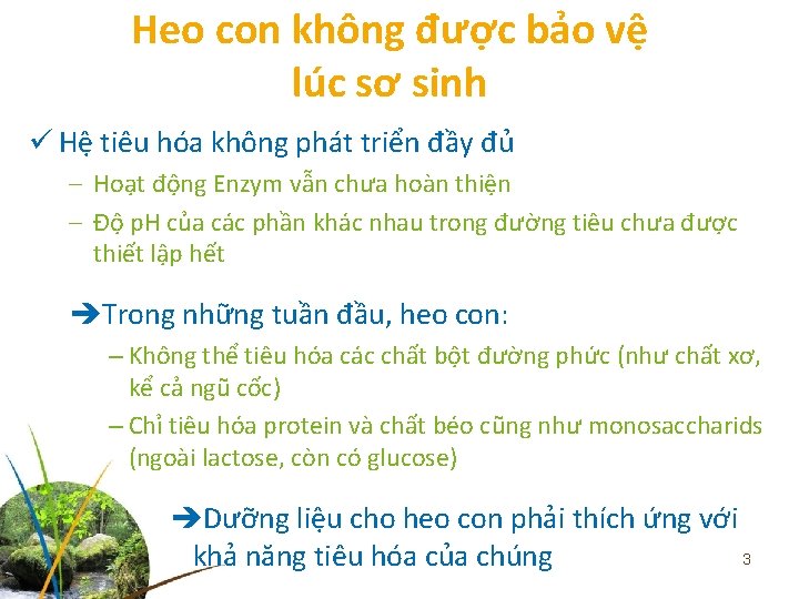 Heo con không được bảo vệ lúc sơ sinh ü Hệ tiêu hóa không