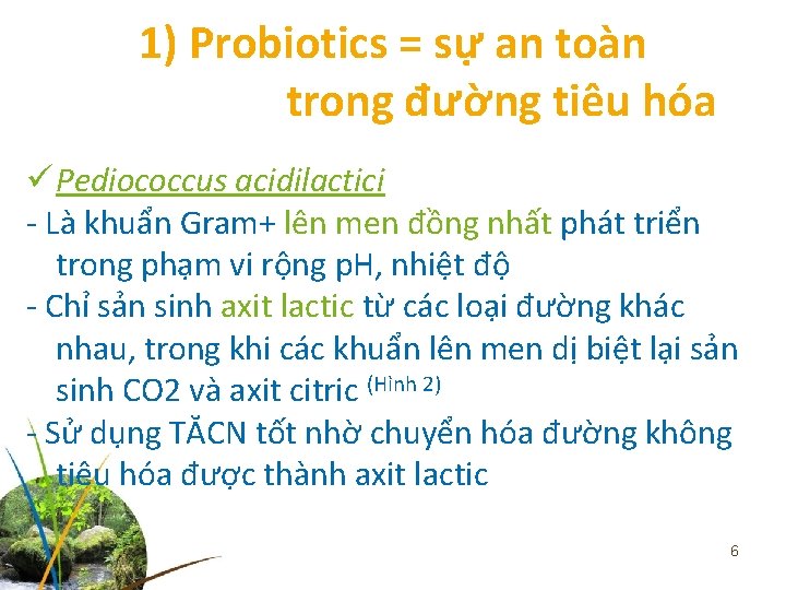 1) Probiotics = sự an toàn trong đường tiêu hóa ü Pediococcus acidilactici -