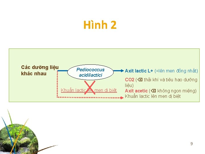 Hình 2 Các dưỡng liệu khác nhau Pediococcus acidilactici Khuẩn lactic lên men dị