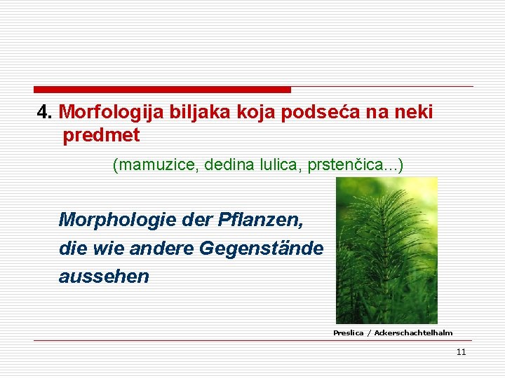 4. Morfologija biljaka koja podseća na neki predmet (mamuzice, dedina lulica, prstenčica. . . 4. Morfologija biljaka koja podseća na neki predmet (mamuzice, dedina lulica, prstenčica. . .