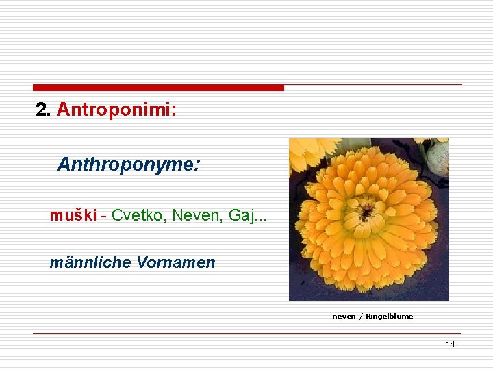 2. Antroponimi: Anthroponyme: muški - Cvetko, Neven, Gaj. . . männliche Vornamen neven / 2. Antroponimi: Anthroponyme: muški - Cvetko, Neven, Gaj. . . männliche Vornamen neven /