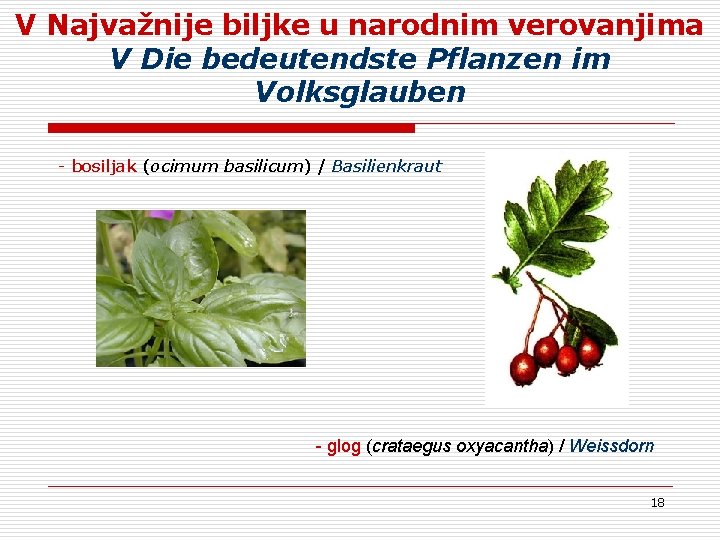 V Najvažnije biljke u narodnim verovanjima V Die bedeutendste Pflanzen im Volksglauben - bosiljak V Najvažnije biljke u narodnim verovanjima V Die bedeutendste Pflanzen im Volksglauben - bosiljak