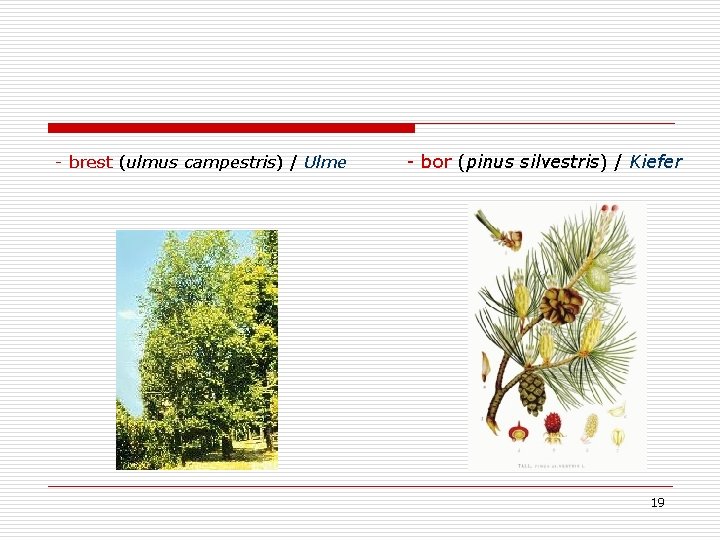 - brest (ulmus campestris) / Ulme - bor (pinus silvestris) / Kiefer 19 - brest (ulmus campestris) / Ulme - bor (pinus silvestris) / Kiefer 19