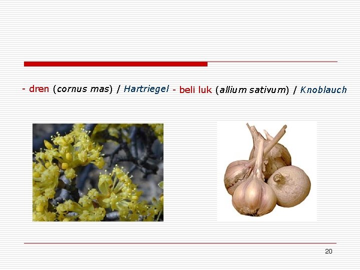 - dren (cornus mas) / Hartriegel - beli luk (allium sativum) / Knoblauch 20 - dren (cornus mas) / Hartriegel - beli luk (allium sativum) / Knoblauch 20