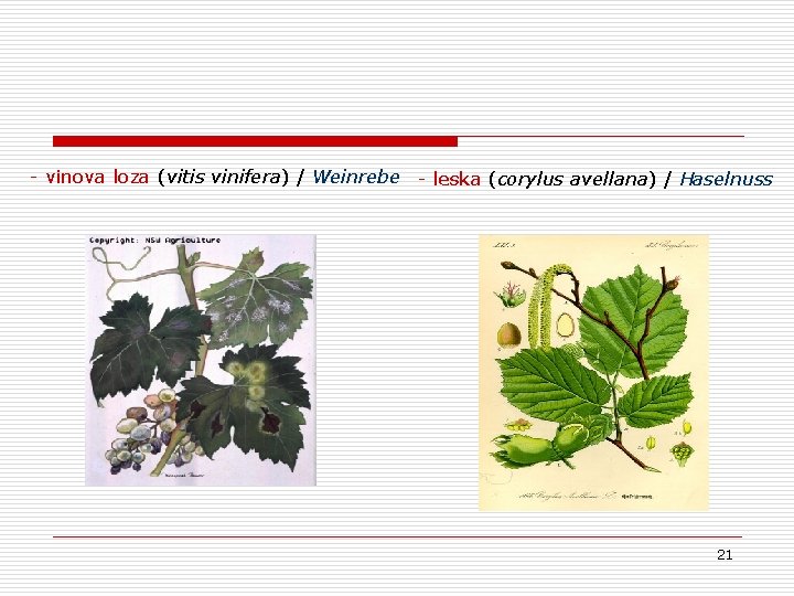 - vinova loza (vitis vinifera) / Weinrebe - leska (corylus avellana) / Haselnuss 21 - vinova loza (vitis vinifera) / Weinrebe - leska (corylus avellana) / Haselnuss 21