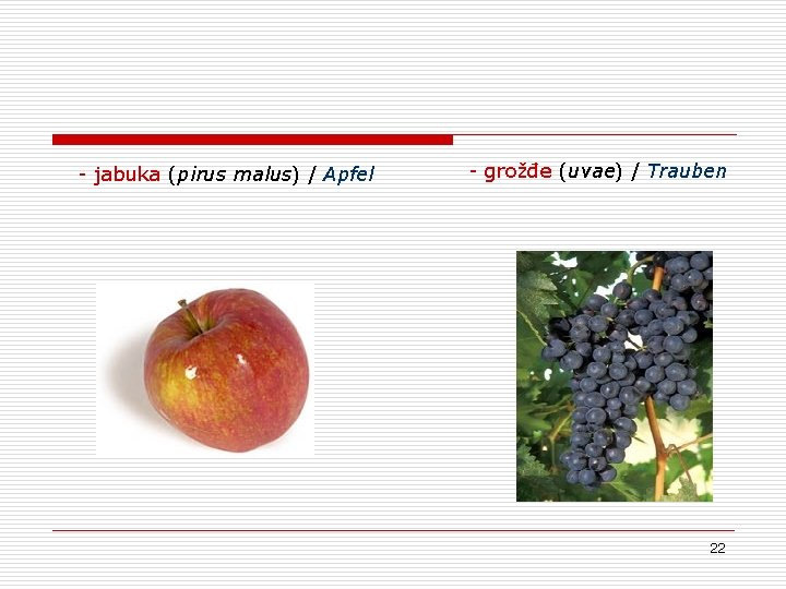 - jabuka (pirus malus) / Apfel - grožđe (uvae) / Trauben 22 - jabuka (pirus malus) / Apfel - grožđe (uvae) / Trauben 22