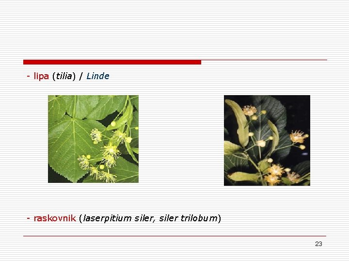 - lipa (tilia) / Linde - raskovnik (laserpitium siler, siler trilobum) 23 - lipa (tilia) / Linde - raskovnik (laserpitium siler, siler trilobum) 23