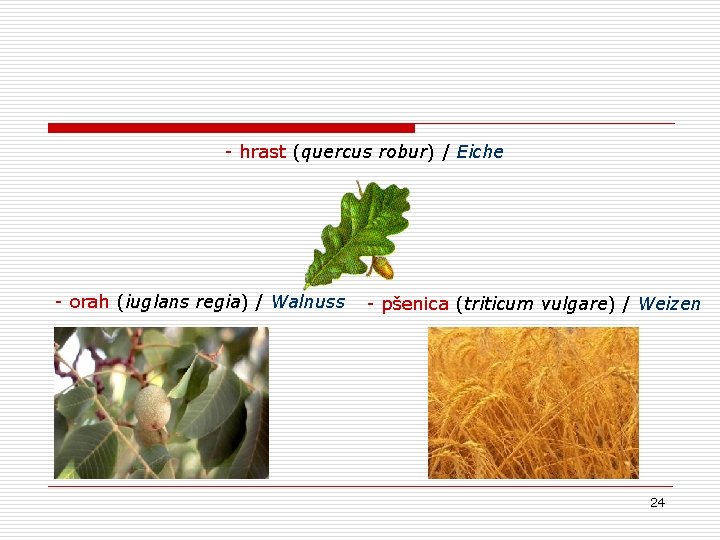 - hrast (quercus robur) / Eiche - orah (iuglans regia) / Walnuss - pšenica - hrast (quercus robur) / Eiche - orah (iuglans regia) / Walnuss - pšenica