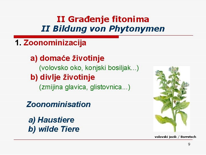 II Građenje fitonima II Bildung von Phytonymen 1. Zoonominizacija a) domaće životinje (volovsko oko, II Građenje fitonima II Bildung von Phytonymen 1. Zoonominizacija a) domaće životinje (volovsko oko,