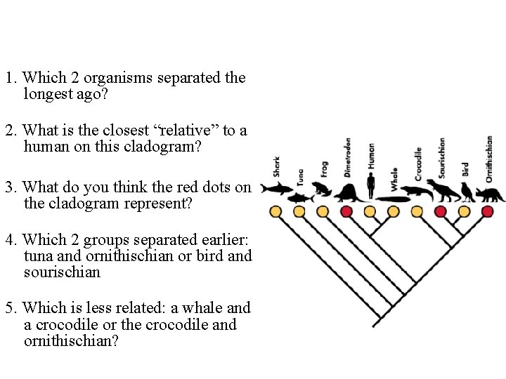 1. Which 2 organisms separated the longest ago? Shark and ornithischian 2. What is