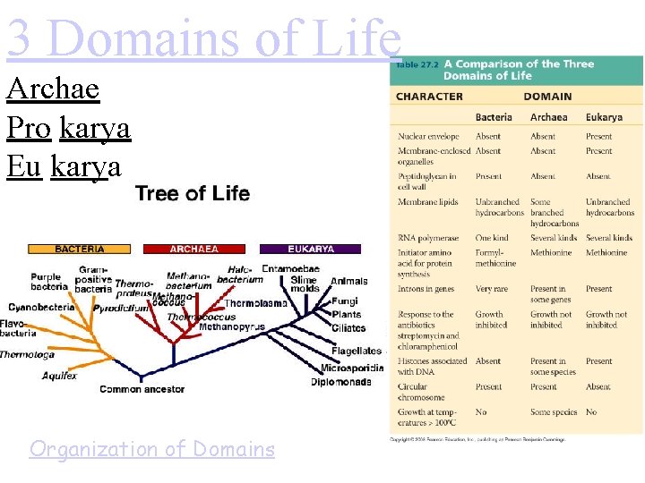 3 Domains of Life Archae Pro karya Eu karya Organization of Domains 