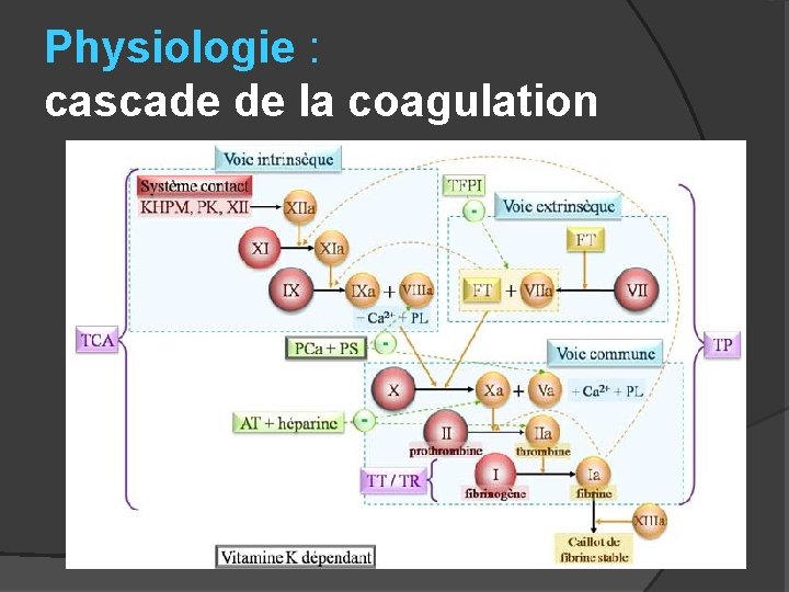 Physiologie : cascade de la coagulation 